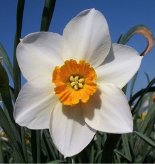 Narcissus (Daffodil) 'Sempre Avanti' Pot Full